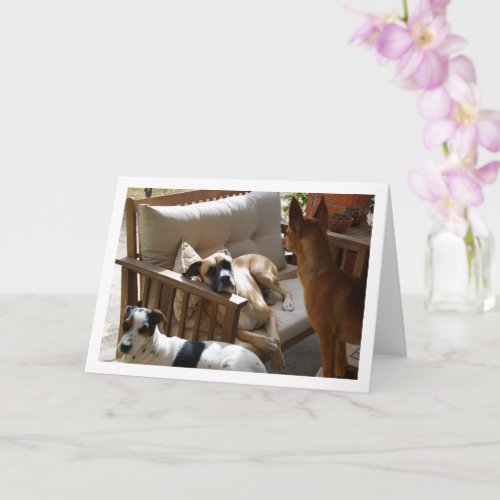 Three Dogs Chilling Portrait Card