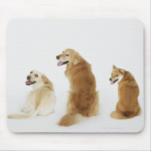 Three dogs looking at camera mouse pad