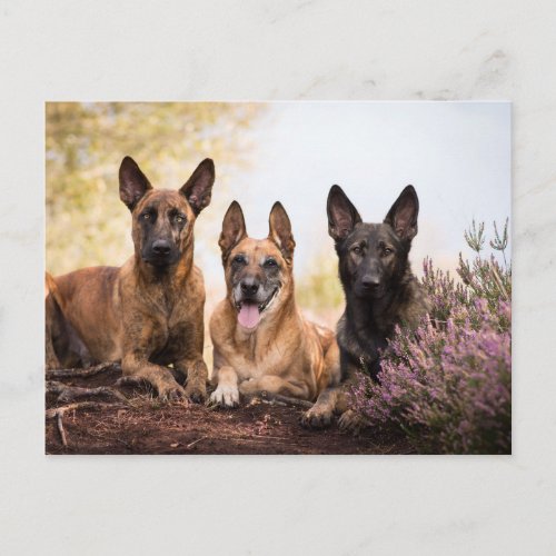 Three dogs postcard