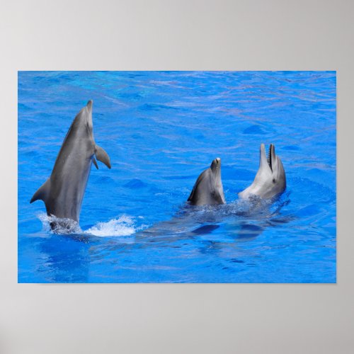 three dolphins in water poster