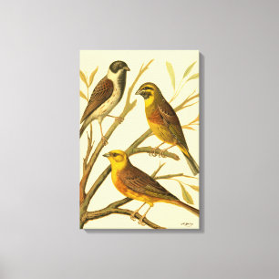 Three Domestic Birds Perched on a Branch Canvas Print