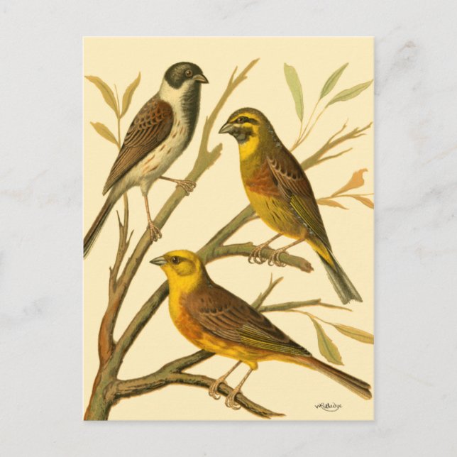 Three Domestic Birds Perched on a Branch Postcard (Front)