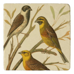 Three Domestic Birds Perched on a Branch Trivet