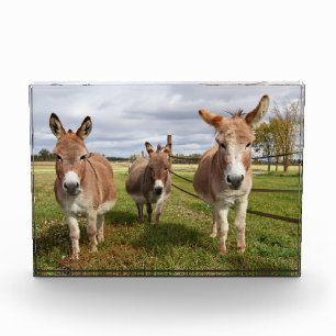 Three Donkey’s Acrylic Award
