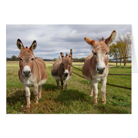 Three Donkey’s Cards (Front Horizontal)