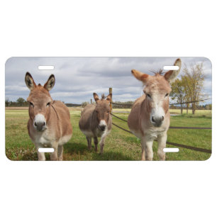 Three Donkey’s License Plate
