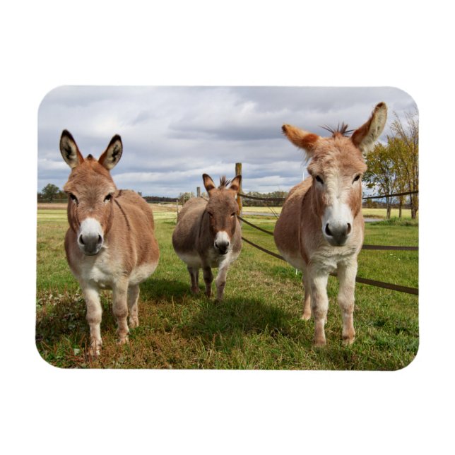 Three Donkey’s Magnet (Horizontal)