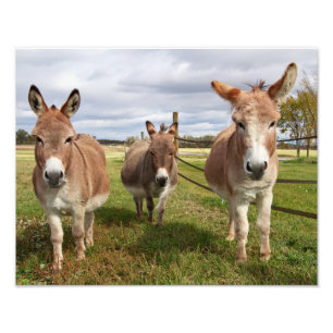 Three Donkey’s Photo Print