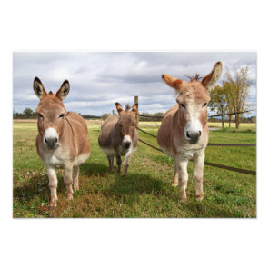 Three Donkey’s Photo Print
