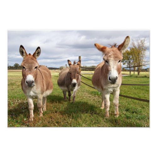 Three Donkeyâs Photo Print