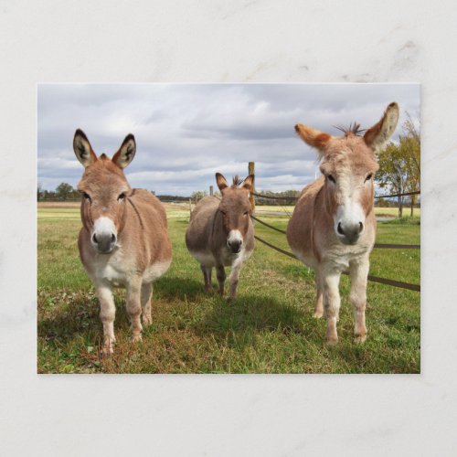 Three Donkeyâs Postcard