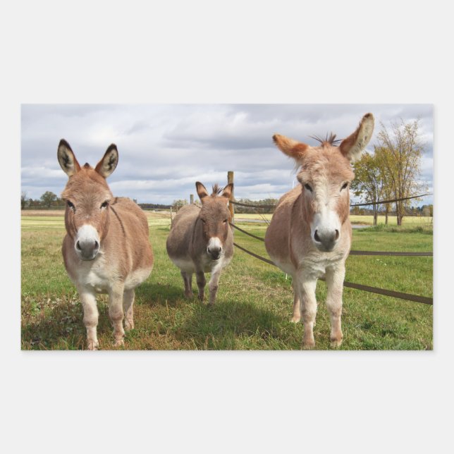 Three Donkey’s Rectangular Sticker (Front)