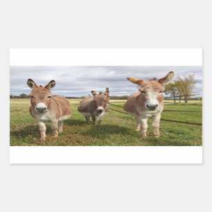 Three Donkey’s Rectangular Sticker