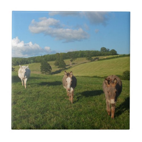 Three Donkeys in a Field Photograph Ceramic Tile