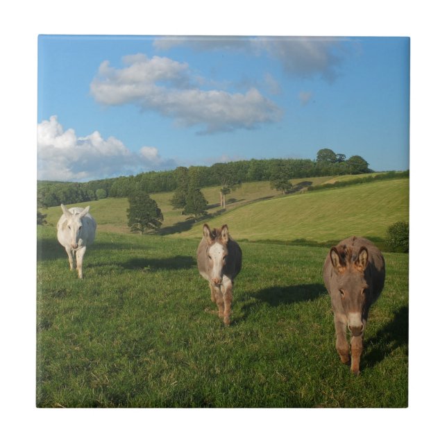 Three Donkeys in a Field Photograph Ceramic Tile (Front)