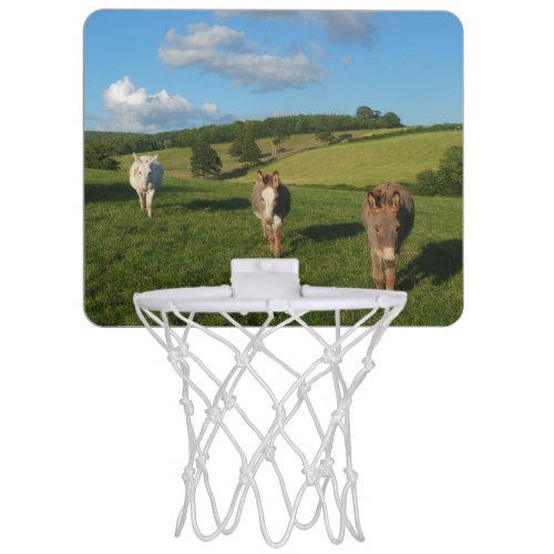 Three Donkeys in a Field Photograph Mini Basketball Hoop