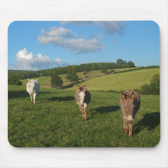 Three Donkeys in a Field Photograph Mouse Pad (Front)