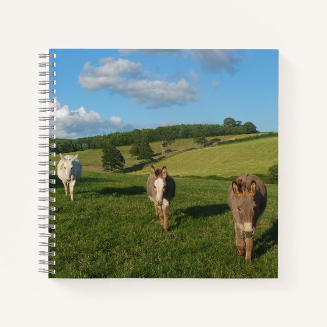 Three Donkeys in a Field Photograph Notebook (Front)