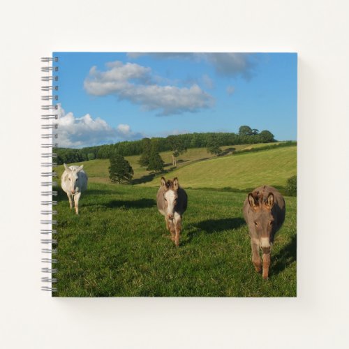 Three Donkeys in a Field Photograph Notebook