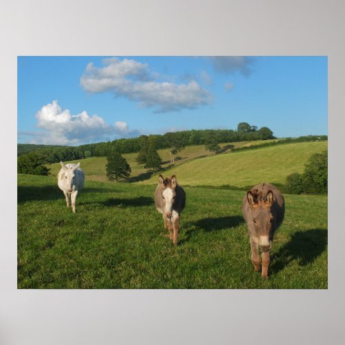 Three Donkeys in a Field Photograph Poster