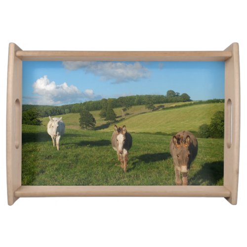 Three Donkeys in a Field Photograph Serving Tray
