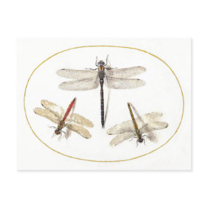 Three Dragonflies Vintage Illustration Postcard