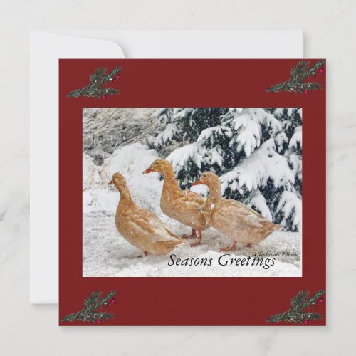 Three Duck Parade In Snow Flat Holiday Cards 