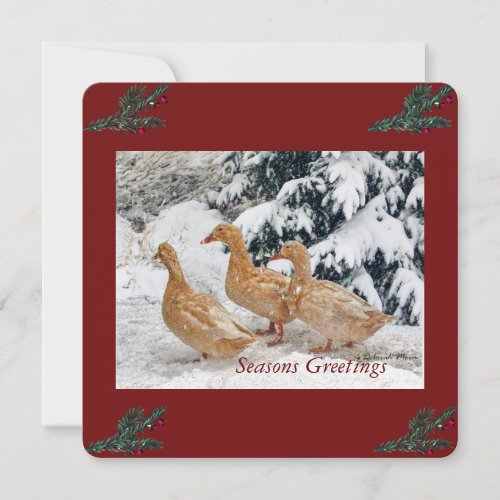 Three Duck Parade In Snowstorm Holiday Postcard
