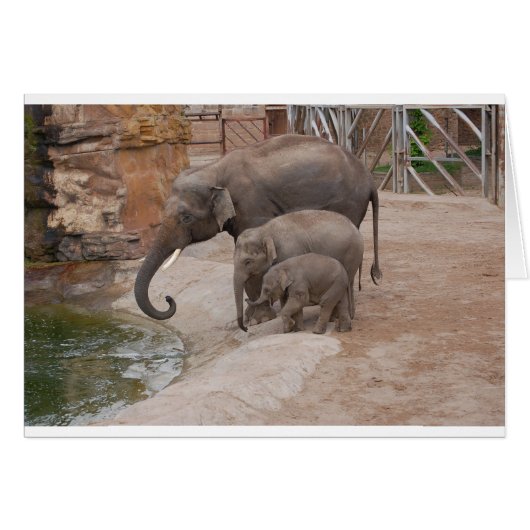 Three Elephants Cards (Front Horizontal)