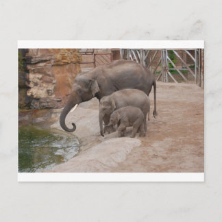 Three Elephants Postcard