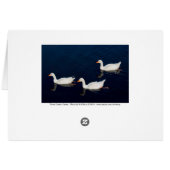 Three Emden Geese Cards (Back Horizontal)