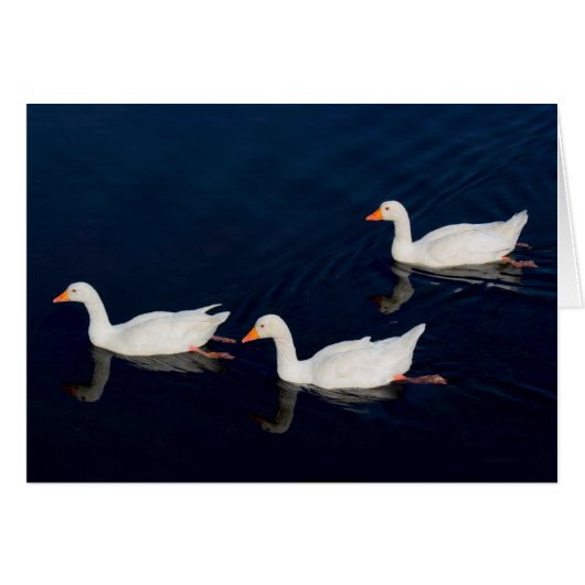 Three Emden Geese Cards (Front Horizontal)
