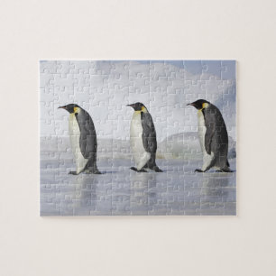Three Emperor Penguins, Snow Hill Island Jigsaw Puzzle