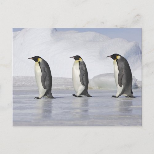 Three Emperor Penguins Snow Hill Island Postcard