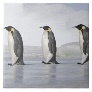 Three Emperor Penguins, Snow Hill Island Tile