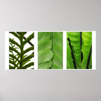 Three Ferns Poster