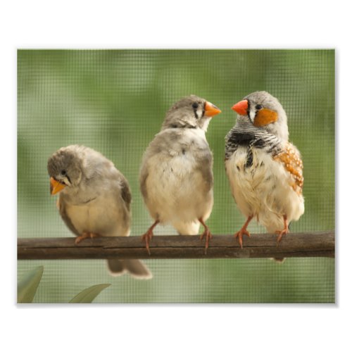 Three Finches on a Twig Photo Print