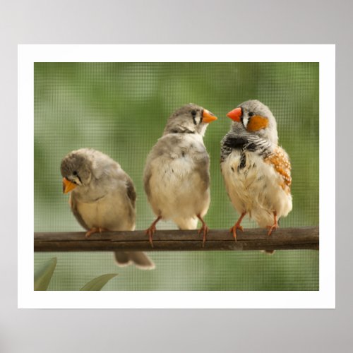 Three Finches on a Twig Poster