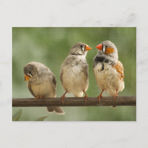 Three Finches Perched Nature Photography Postcard