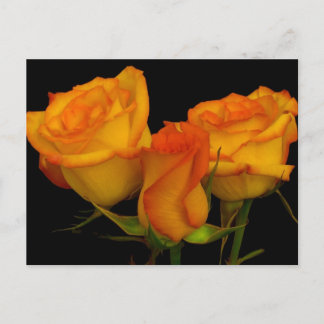 Three Firery Roses Postcard