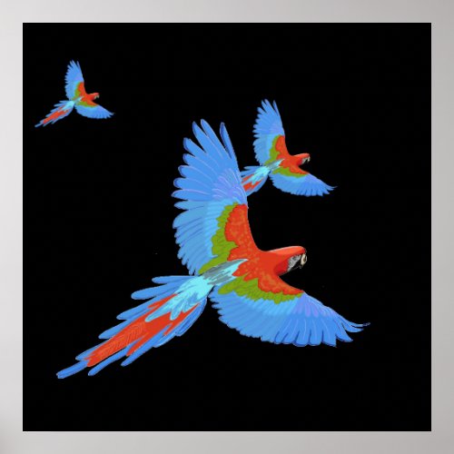 Three Flying Macaws Hand Drawn Poster