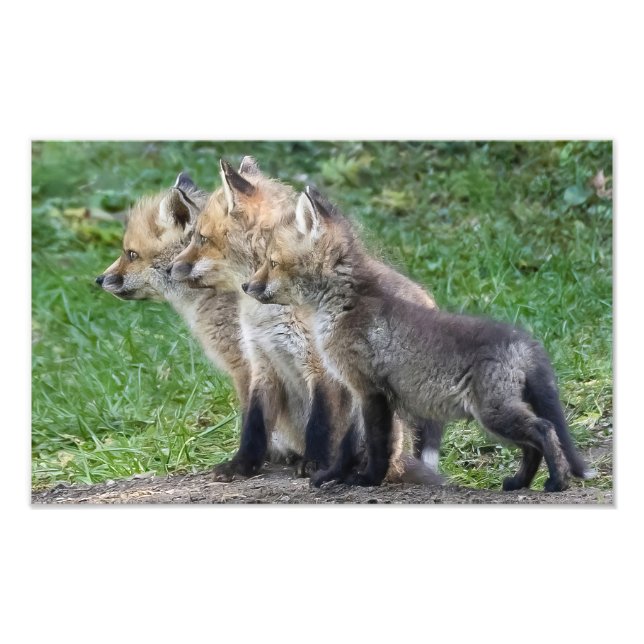Three Fox Kits Photo Print (Front)