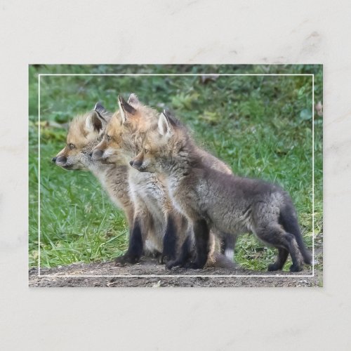 Three Fox Kits Postcard