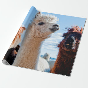 Three Funny Alpacas Wrapping Paper