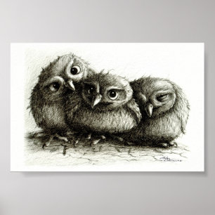 Three Funny Young Owls Poster