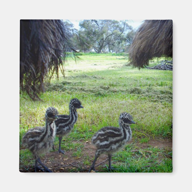 Three Fuzzy Baby Emu Chicks, Fridge Magnet (Front)