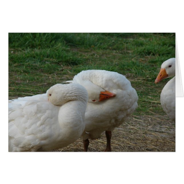 Three Geese Cards (Front Horizontal)