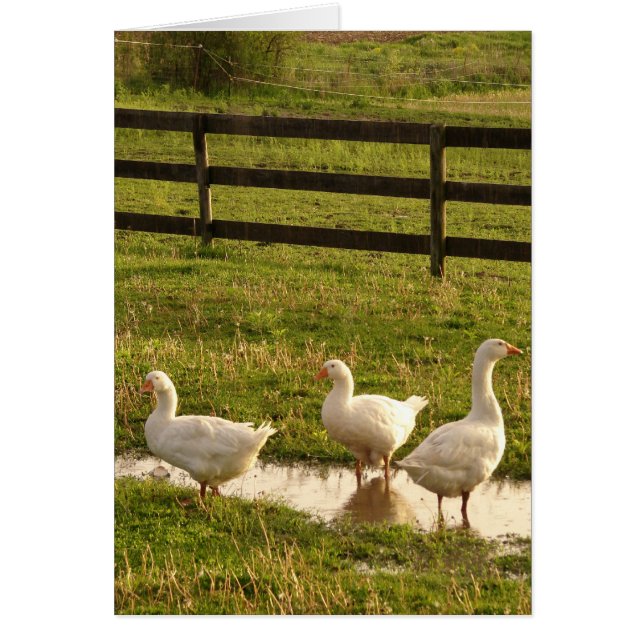 Three Geese in a Puddle in the Rain Cards (Front)