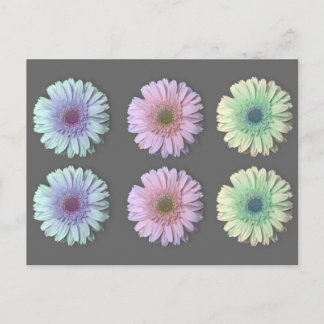 Three Gerbera Daisy Postcard