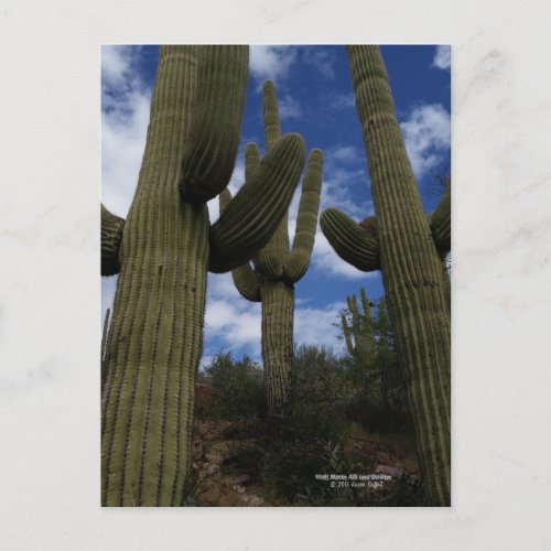 Three Giant Saguaro cacti with blue sky and clouds Postcard